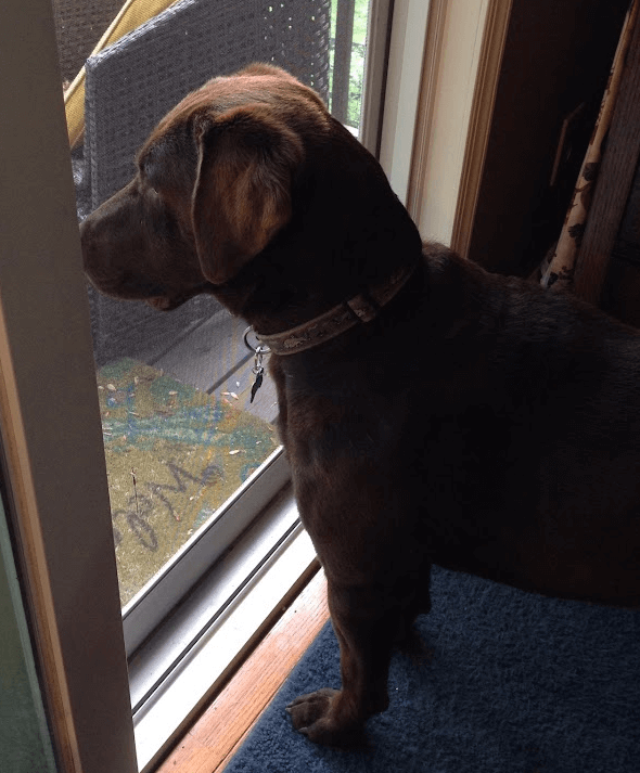 A photo of a chocolate Labrador Retriever looking out a window. A photo of a chocolate Labrador Retriever looking out a window.