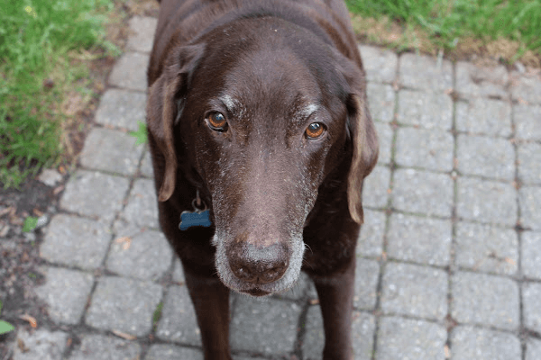 A photo of a chocolate Labrador Retriever looking up at the camera. A photo of a chocolate Labrador Retriever looking up at the camera.