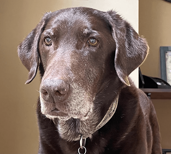 A photo of a chocolate Labrador Retriever staring into the distance. A photo of a chocolate Labrador Retriever staring into the distance.