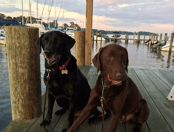 A photo of two Labrador Retrievers, one black and one brown, sitting on a dock with boats nearby. A photo of two Labrador Retrievers, one black and one brown, sitting on a dock with boats nearby.