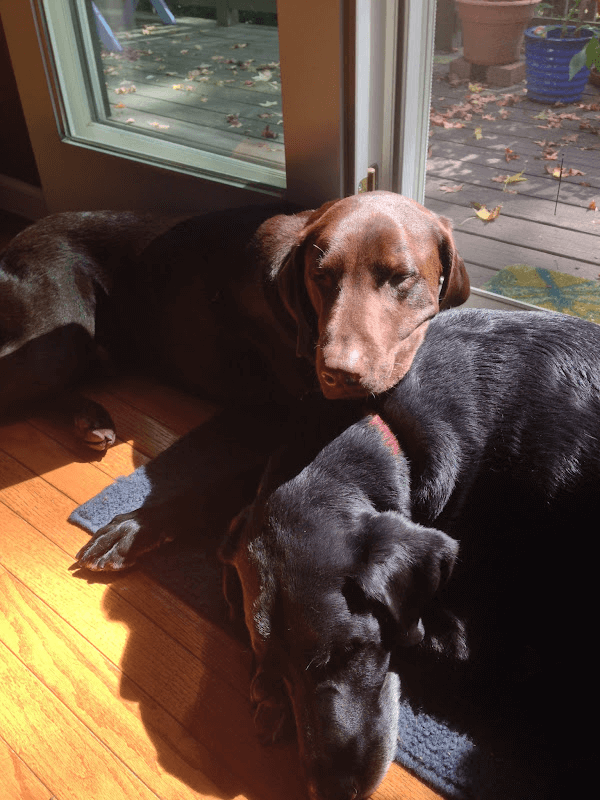 A photo of two Labrador Retrievers, one black and one brown, sleeping soundly next to each other. A photo of two Labrador Retrievers, one black and one brown, sleeping soundly next to each other.