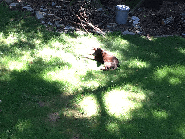 A photo of a chocolate Labrador Retriever lying in a patch of sunlight in the grass. A photo of a chocolate Labrador Retriever lying in a patch of sunlight in the grass.