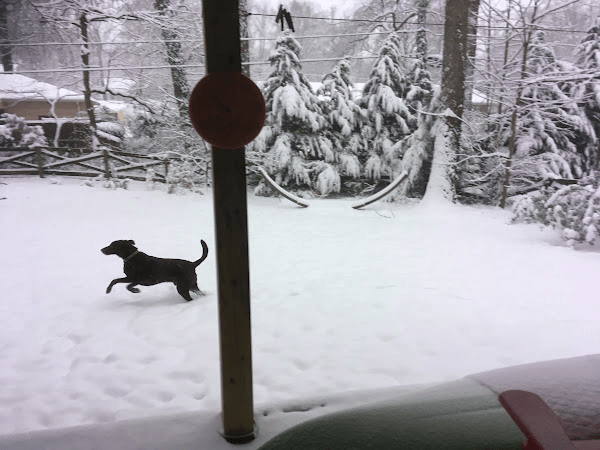 A photo of a chocolate Labrador Retriever sprinting through the snow. A photo of a chocolate Labrador Retriever sprinting through the snow.